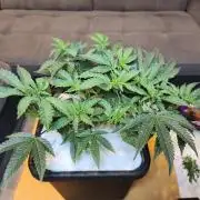 Peach Pistols #16 from clones indoor