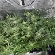 100 Liter living soil