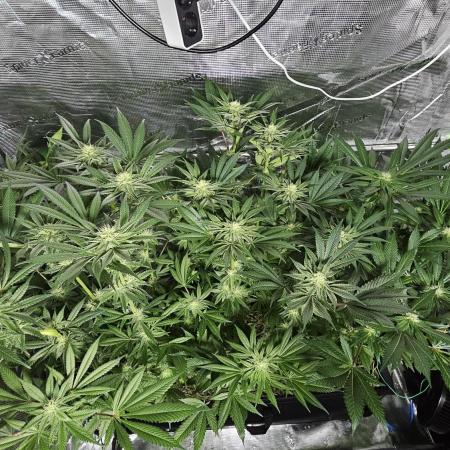 100 Liter living soil