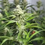 Peach Pistols #16 from clones indoor