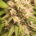 Northern Light Blue indoor