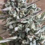 Little automatic expiriment