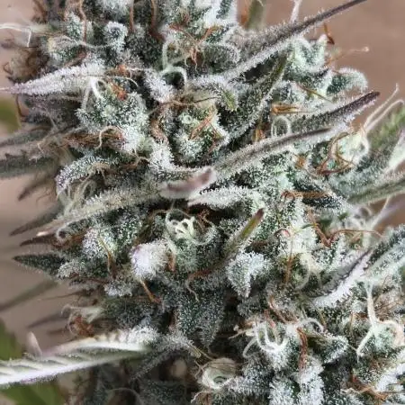 Little automatic expiriment