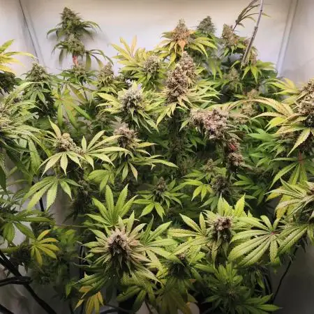 Northern Light Blue indoor