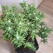 Peach Pistols #16 from clones indoor