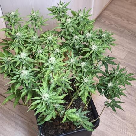 Peach Pistols #16 from clones indoor