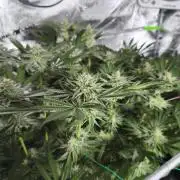 100 Liter living soil