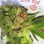Northern Light Blue indoor