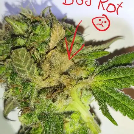 Northern Light Blue indoor