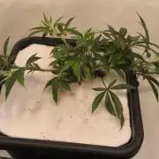 Peach Pistols #16 from clones indoor