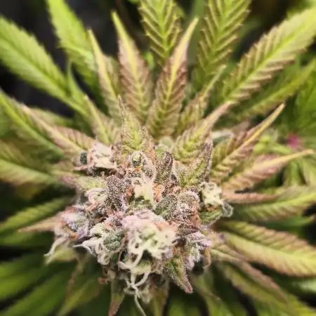 Northern Light Blue indoor