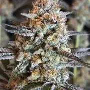 Peach Pistols #16 from clones indoor