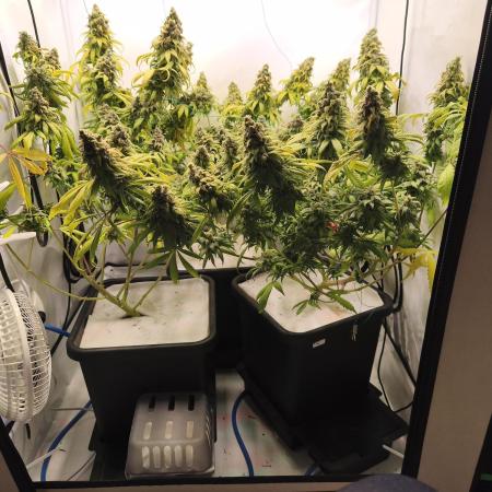 Northern Light Blue from cuttings indoor