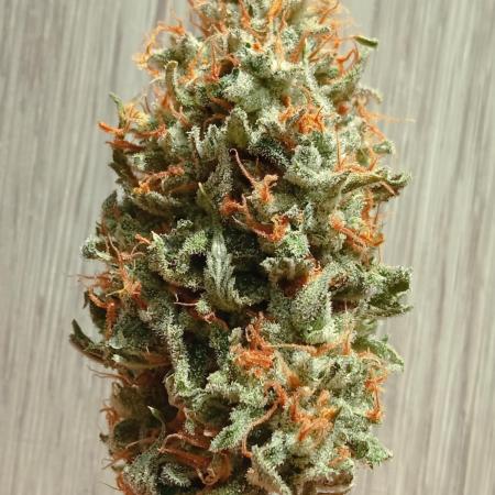 Special Kush #1 indoor