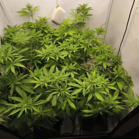 Northern Light Blue from cuttings indoor