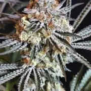 Peach Pistols #16 from clones indoor