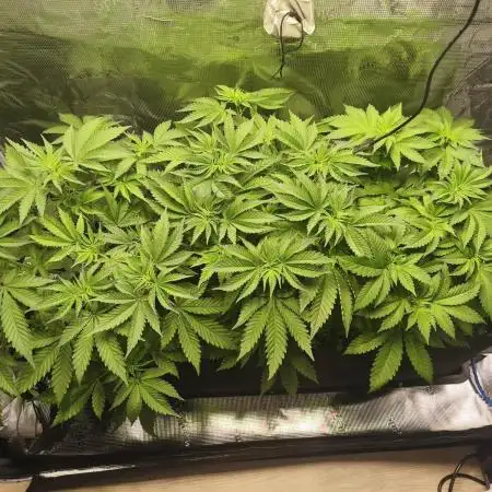 100 Liter living soil