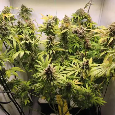 Northern Light Blue indoor