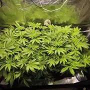 100 Liter living soil