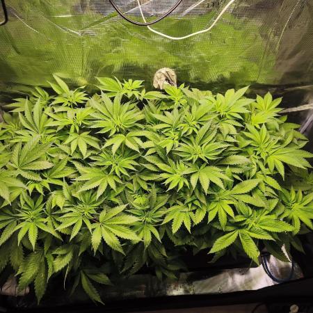 100 Liter living soil