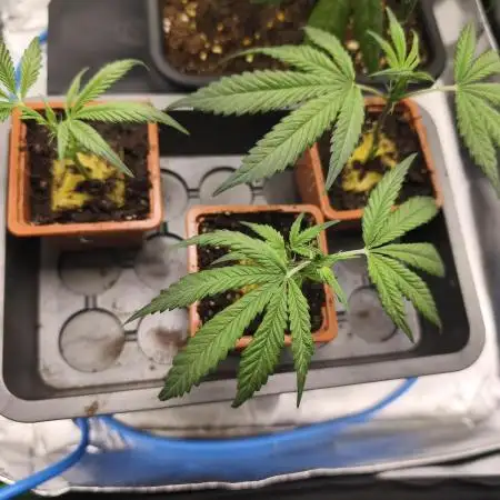 Northern Light Blue from cuttings indoor