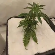 Peach Pistols #16 from clones indoor