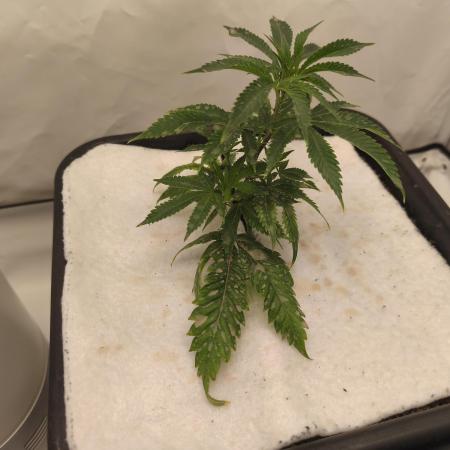 Peach Pistols #16 from clones indoor