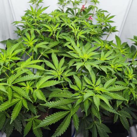 Peach Pistols #16 from clones indoor