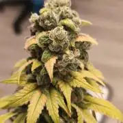 Northern Light Blue from cuttings indoor