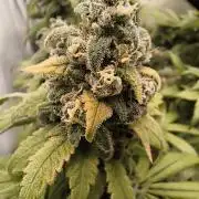 Northern Light Blue from cuttings indoor