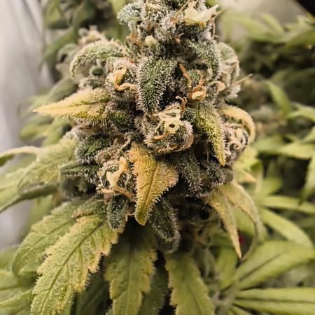 Northern Light Blue from cuttings indoor