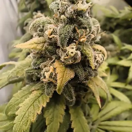 Northern Light Blue from cuttings indoor