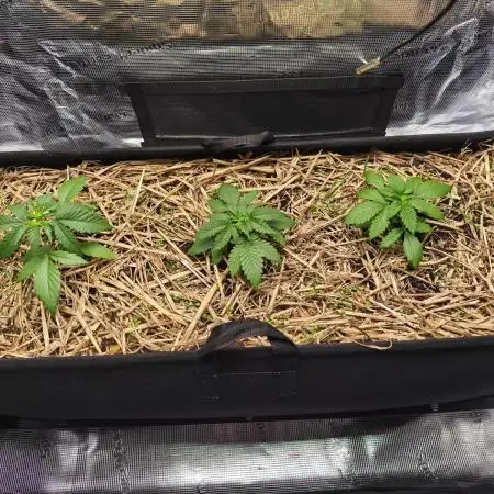 100 Liter living soil