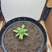 Critical Mass 2026