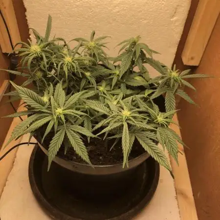 First Grow 2025