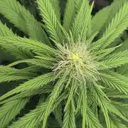 Mimosa Evo & White W.XXL in/Outdoor Mix