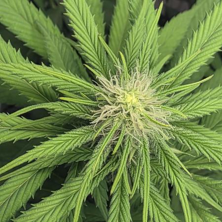 Mimosa Evo & White W.XXL in/Outdoor Mix