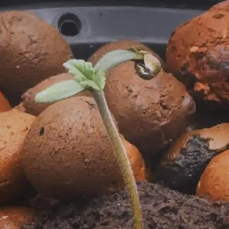 First DWC Grow