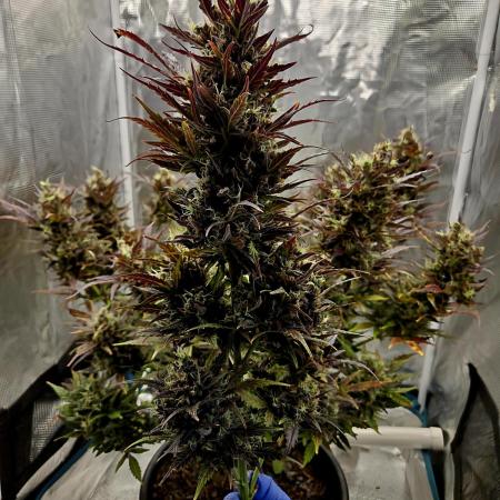 Northern Lights Auto Outdoor/Indoor