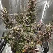 Northern Lights Auto Outdoor/Indoor