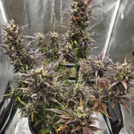 Northern Lights Auto Outdoor/Indoor