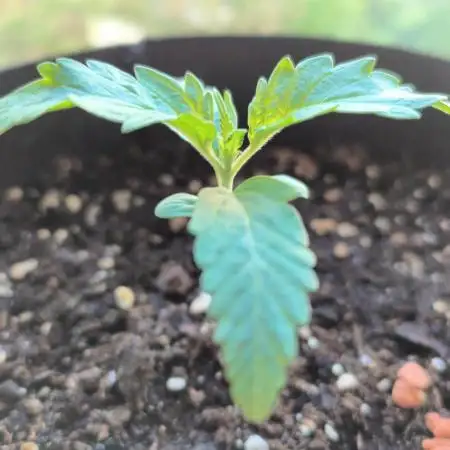 Zamnesia Green Cure CBD F1 Automatic