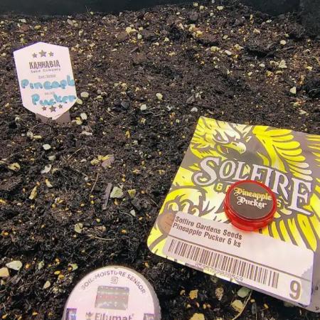 PineaplePuckerSolfireGardensLivingSoil
