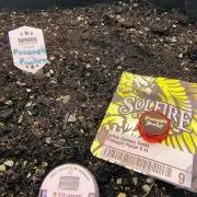 PineaplePuckerSolfireGardensLivingSoil