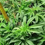 Amnesia Haze RQS in Living Soil