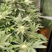 24K Gold DNA Genetics Living Soil