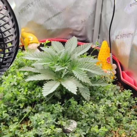 PineaplePuckerSolfireGardensLivingSoil
