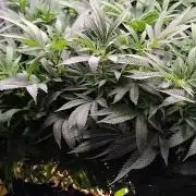 24K Gold DNA Genetics Living Soil