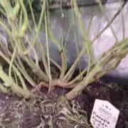 Pineaple Pucker Solfire Gardens Telos320