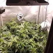 24K GOLD DNA GENETICS LIVING SOIL